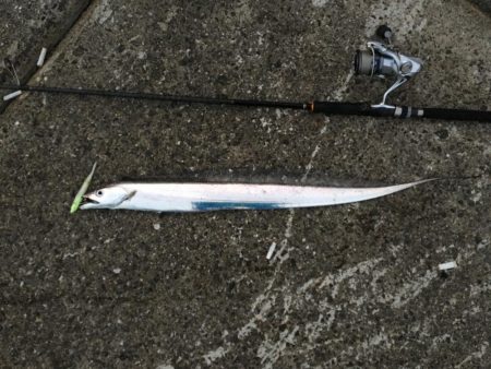 太刀魚×5、青物不発